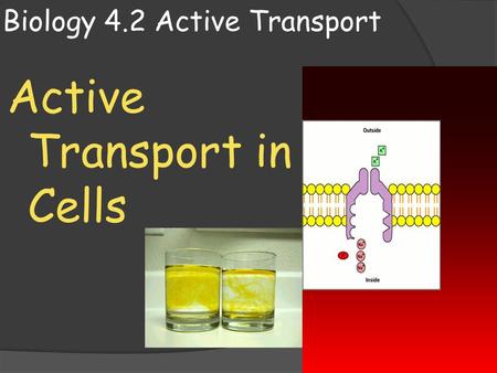 Biology 4.2 Active Transport
