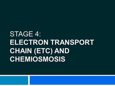 Stage 4: Electron Transport Chain (ETC) and Chemiosmosis