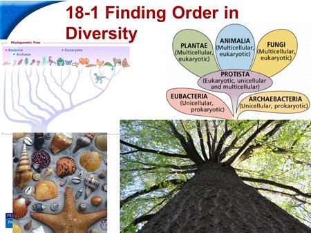 End Show Slide 1 of 26 18-1 Finding Order in Diversity.