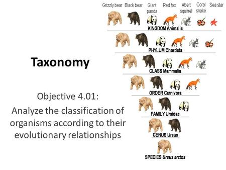 Taxonomy Objective 4.01: Analyze the classification of organisms according to their evolutionary relationships.