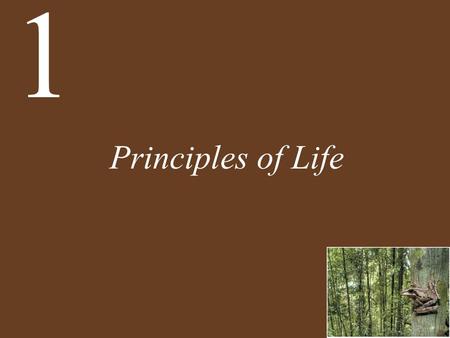 Principles of Life 1. Chapter 1 Principles of Life Key Concepts 1.1 Living Organisms Share Common Aspects of Structure, Function, and Energy Flow 1.2.