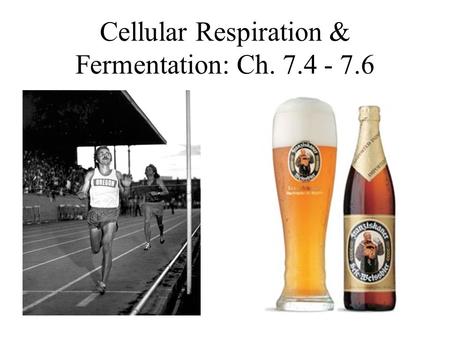 Cellular Respiration & Fermentation: Ch. 7.4 - 7.6.