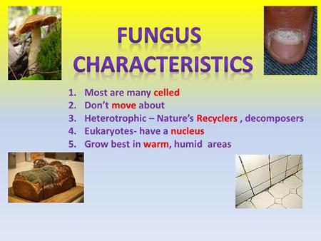 1.Most are many celled 2.Don’t move about 3.Heterotrophic – Nature’s Recyclers, decomposers 4.Eukaryotes- have a nucleus 5.Grow best in warm, humid areas.