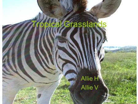 Tropical Grasslands Allie H Allie V.