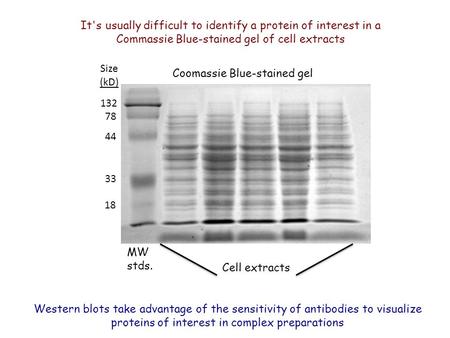 It's usually difficult to identify a protein of interest in a Commassie Blue-stained gel of cell extracts Coomassie Blue-stained gel MW stds. Cell extracts.