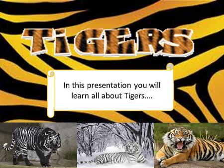 In this presentation you will learn all about Tigers….