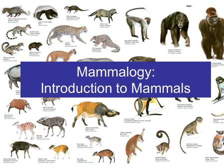 Mammalogy: Introduction to Mammals. General ~ 5000 species in ~26 orders >500 new species since 1982; ~ 10 /year monophyletic group derived from therapsids,