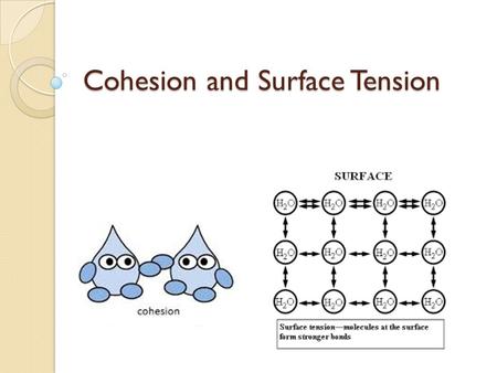 Cohesion and Surface Tension. Cohesion Cohesion Molecules are attracted to other molecules of the same kind. ◦ For example, as you can see from the picture.