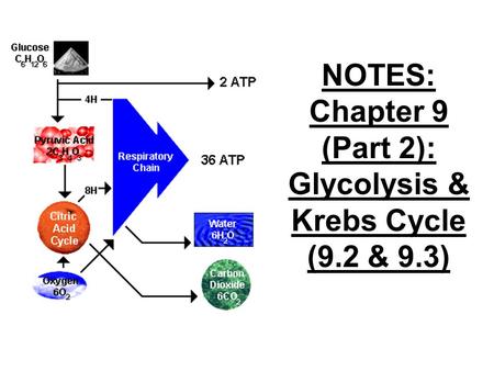 NOTES: Chapter 9 (Part 2): Glycolysis & Krebs Cycle (9.2 & 9.3)