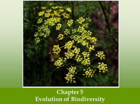 Chapter 5 Evolution of Biodiversity. Earth is home to a tremendous diversity of species What are the three levels of diversity? Define them! How many.