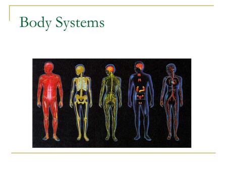 Body Systems. Integumentary Systems Organs Included: Skin, hair, nails, sweat glands, sebaceous (oil) glands Function: Covers and protects the body,