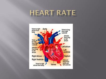  ~Number of heartbeats per minute  ~Typically expressed as beats per minute (BPM)  ~HR varies as the body's need for oxygen changes  (during exercise.
