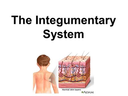 The Integumentary System. Components Skin Nails Hair follicles Sebaceous glands(oil) Sweat (sudoriferous) glands.