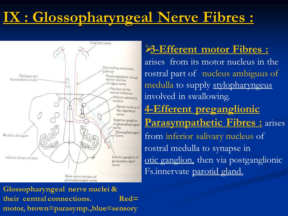 glossopharyngeal,RECRUIT ix : glossopharyngeal nerve fibres : 3-efferent motor fibres