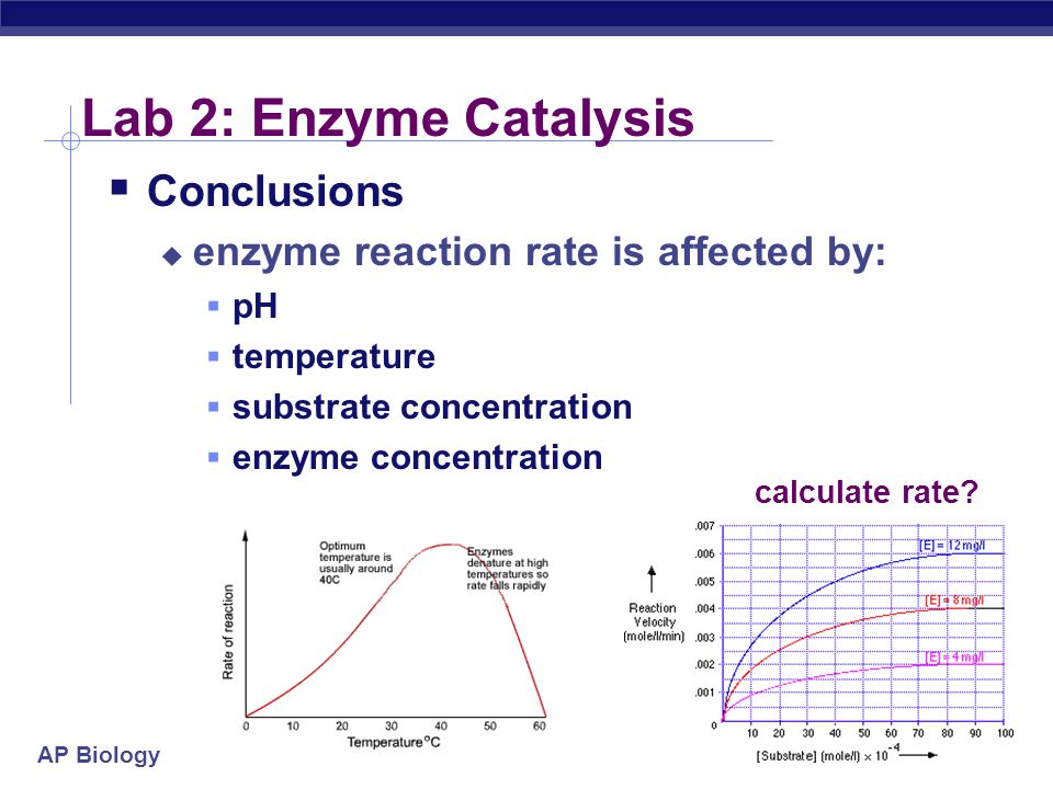 Lab Enzymes