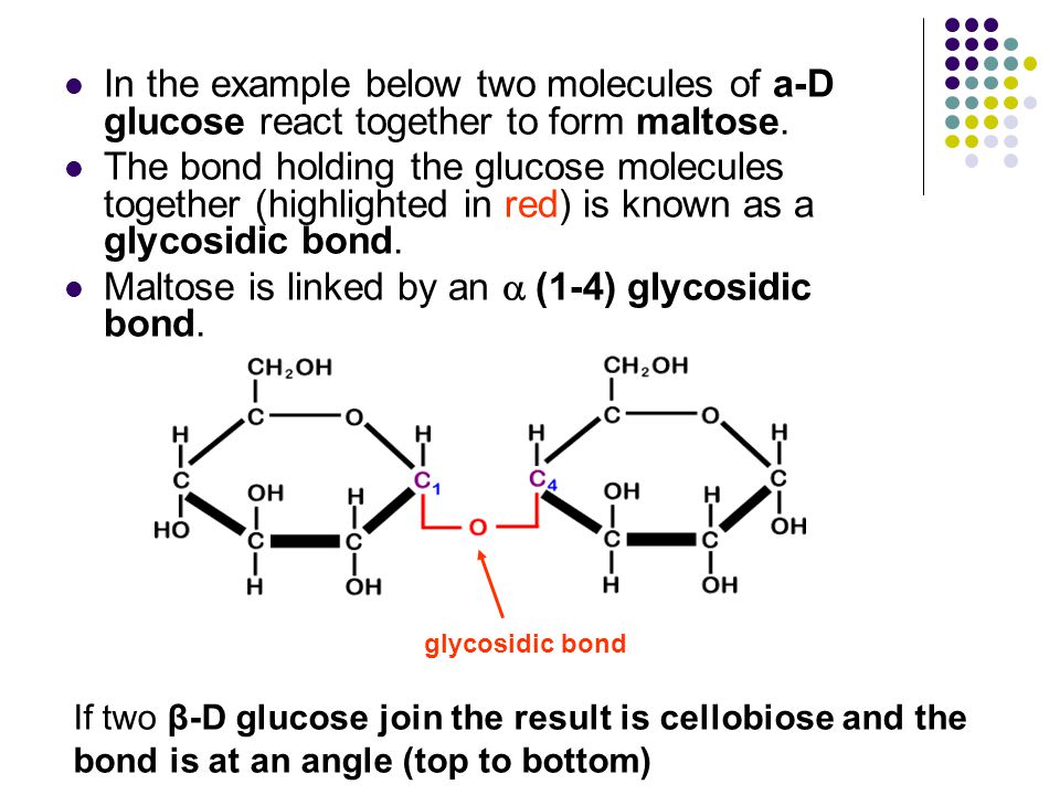 Maltose And Water React To Form Two Molecules Of Glucose In What Process 45