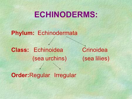 ECHINODERMS: Phylum:Echinodermata Class: Echinoidea Crinoidea (sea urchins) (sea lilies) Order:Regular Irregular.