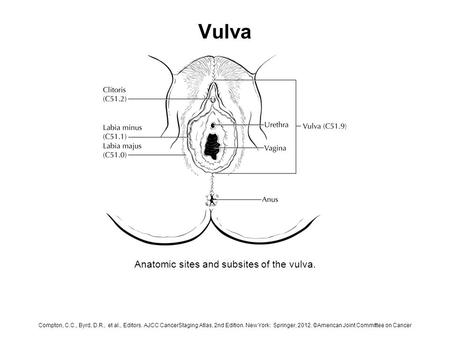 Anatomic sites and subsites of the vulva.