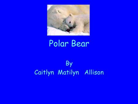 Polar Bear By Caitlyn Matilyn Allison. Diet Most of the time they eat seals. But in the summer they eat berries. They are omnivores.