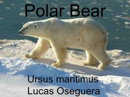 Polar Bear Ursus maritimus Lucas Oseguera. Scientific Classification Domain: Eukarya Kingdom: Animalia Phylum: Chordata Class: Mammalia Order: Carnivora.