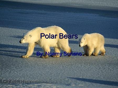 Polar Bears By: Noemy Soriano. Basic Info….  The polar bear is a bear native to the Arctic Ocean and its surrounding seas.  The world's largest predator.