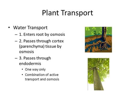 Plant Transport Water Transport – 1. Enters root by osmosis – 2. Passes through cortex (parenchyma) tissue by osmosis – 3. Passes through endodermis One.