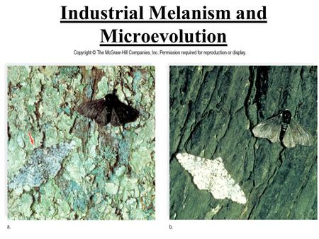 Industrial Melanism and Microevolution