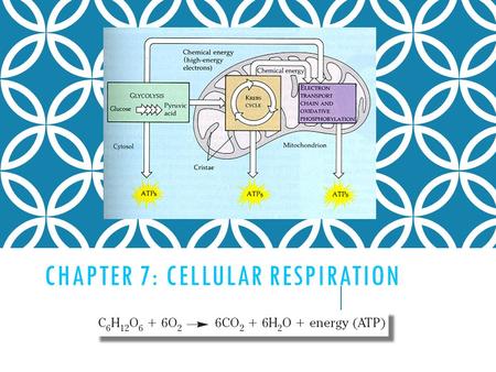 CHAPTER 7: CELLULAR RESPIRATION. CELLULAR RESPIRATION Process where cells make ATP by breaking down glucose.
