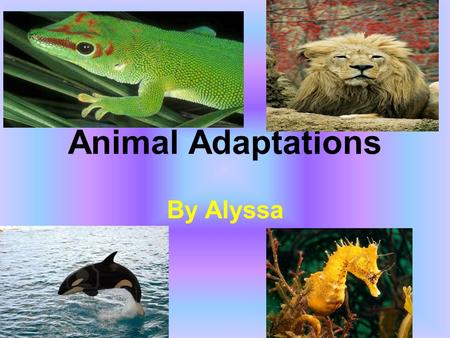 Animal Adaptations By Alyssa. Lions Lions live in Africa and Asia Adaptation 1: Lions are the only big cats that live in groups to protect each other.