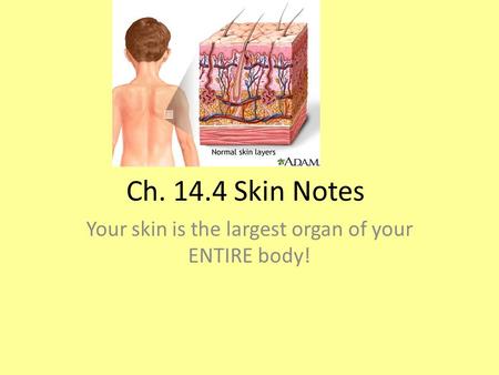 Ch. 14.4 Skin Notes Your skin is the largest organ of your ENTIRE body!