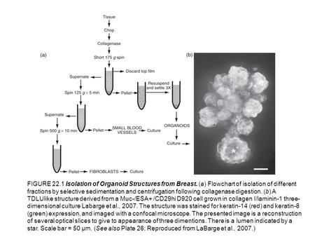 FIGURE 22.1 Isolation of Organoid Structures from Breast. (a) Flowchart of isolation of different fractions by selective sedimentation and centrifugation.