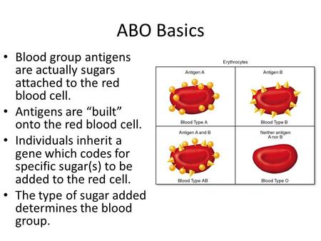 ABO Basics Blood group antigens are actually sugars attached to the red blood cell. Antigens are “built” onto the red blood cell. Individuals inherit a.