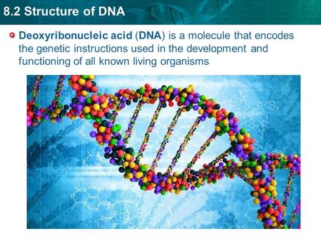 8.2 Structure of DNA Deoxyribonucleic acid (DNA) is a molecule that encodes the genetic instructions used in the development and functioning of all known.