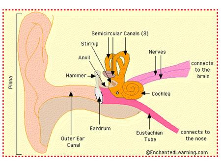 Ear anatomy Overview: The ear converts sound vibrations into a neural signal that gets sent to the brain. Vibrations enter the ear and are amplified by.