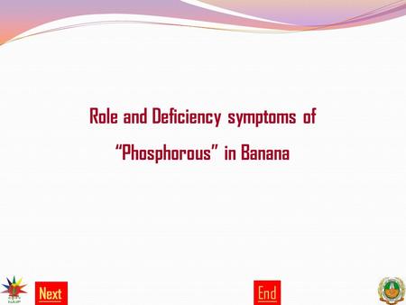 Role and Deficiency symptoms of “Phosphorous” in Banana End Next.