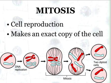 MITOSIS Cell reproduction Makes an exact copy of the cell.
