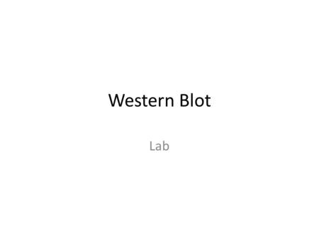 Western Blot Lab. Western Blot reagents and equipment Mini Trans-Blot Apparatus : Passes electric current horizontally through gel – forcing negatively.