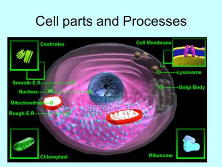Cell parts and Processes. -Surrounds the cell -Allows certain materials in and out The cell membrane.