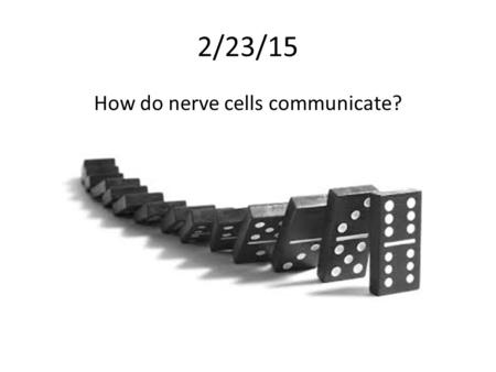 2/23/15 How do nerve cells communicate?. By transmission of messages between neurons. One way direction and at the same strength.