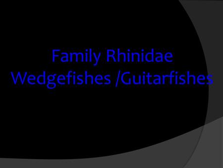 Family Rhinidae Wedgefishes /Guitarfishes. Taxonomy Order Rhiniformes (or Rajiformes?) Family Rhinidae (or Rhynchobatidae?) Genus Rhynchobatus R. djidennsis.
