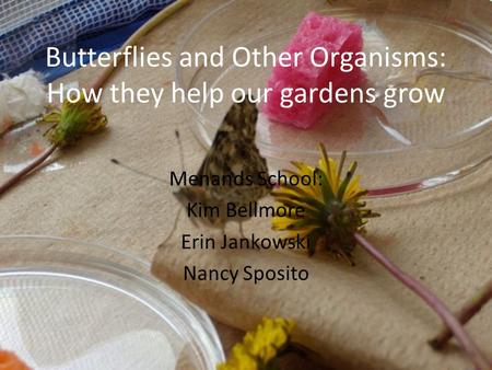 Butterflies and Other Organisms: How they help our gardens grow Menands School: Kim Bellmore Erin Jankowski Nancy Sposito.
