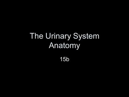 The Urinary System Anatomy 15b. Quick Review What is the function of the kidney? What does the nephron do? Describe how urine is formed.