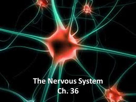 The Nervous System Ch. 36.