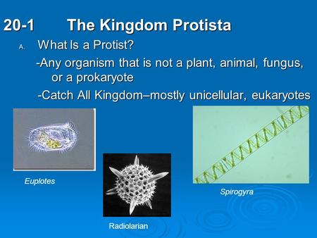 20-1 The Kingdom Protista What Is a Protist?