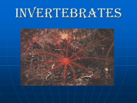 Invertebrates. Definition Sub-Kingdom of Animals Animals that do not have a backbone at anytime during their development There are 8 major phyla of invertebrates.