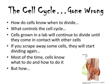 The Cell Cycle…Gone Wrong How do cells know when to divide… What controls the cell cycle… Cells grown in a lab will continue to divide until they come.
