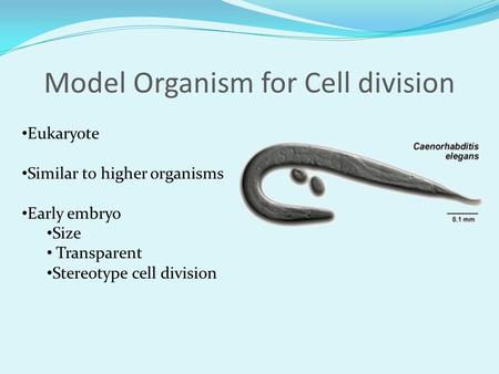 Model Organism for Cell division Eukaryote Similar to higher organisms Early embryo Size Transparent Stereotype cell division.