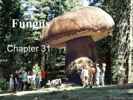 Fungus Chapter 31 Not as innocent as they look!