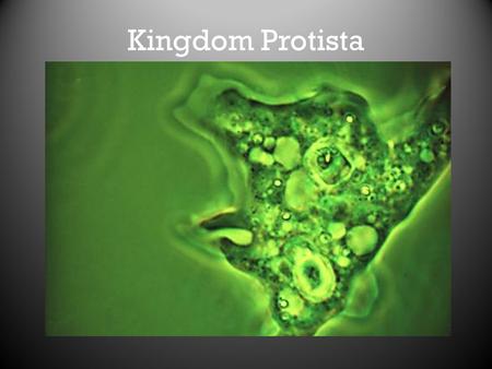 Kingdom Protista. Protists Protista is made up of mostly unicellular organisms that do not fit into any other kingdom Can be heterotrophic or autotrophic.
