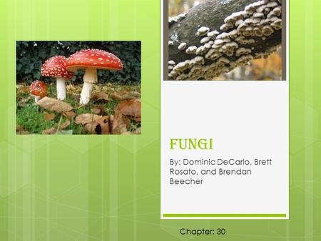Fungi By: Dominic DeCarlo, Brett Rosato, and Brendan Beecher Chapter: 30.